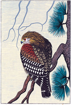 hawk